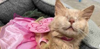 Flow: la storia del gatto senza occhi
