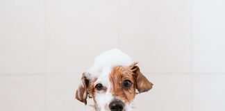 Lavare il cane non è mai stato così semplice con lo shampoo per cani fatto in casa all'aloe vera