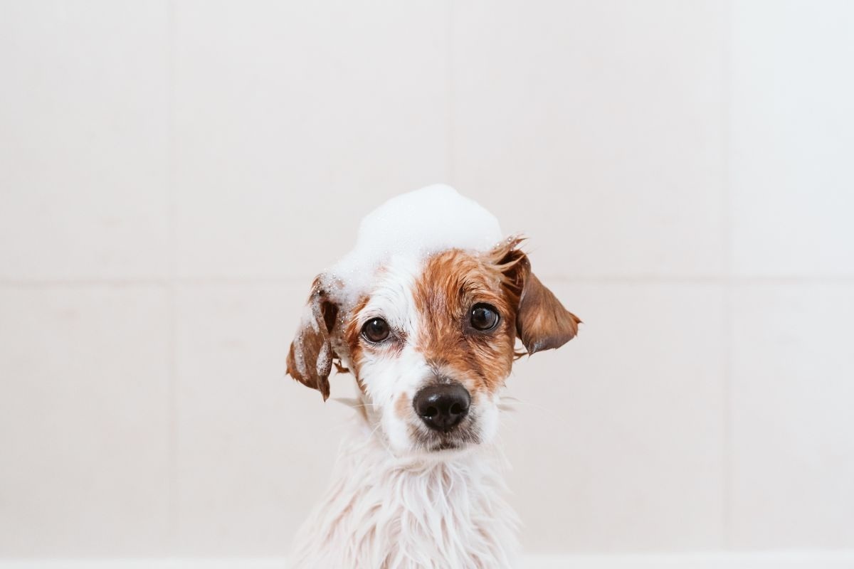 Lavare il cane non è mai stato così semplice con lo shampoo per cani fatto in casa all'aloe vera