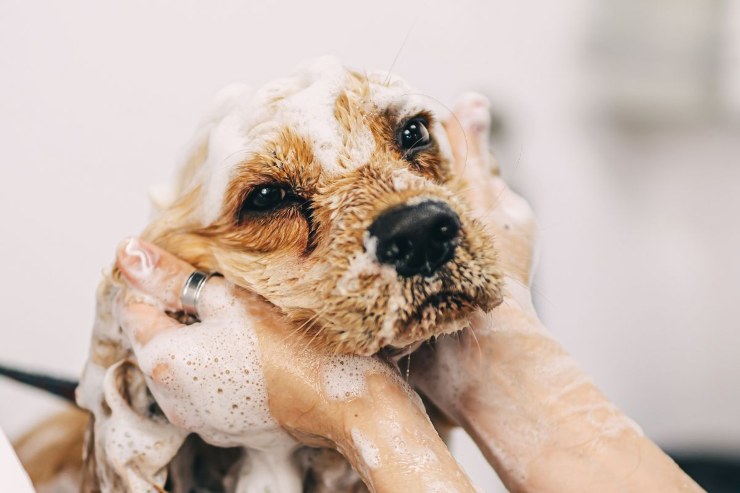 Shampoo per cani: cosa sapere per farlo in casa