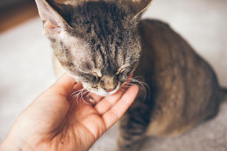 Gatti mordicchiano le mani dei padroni: perché lo fanno
