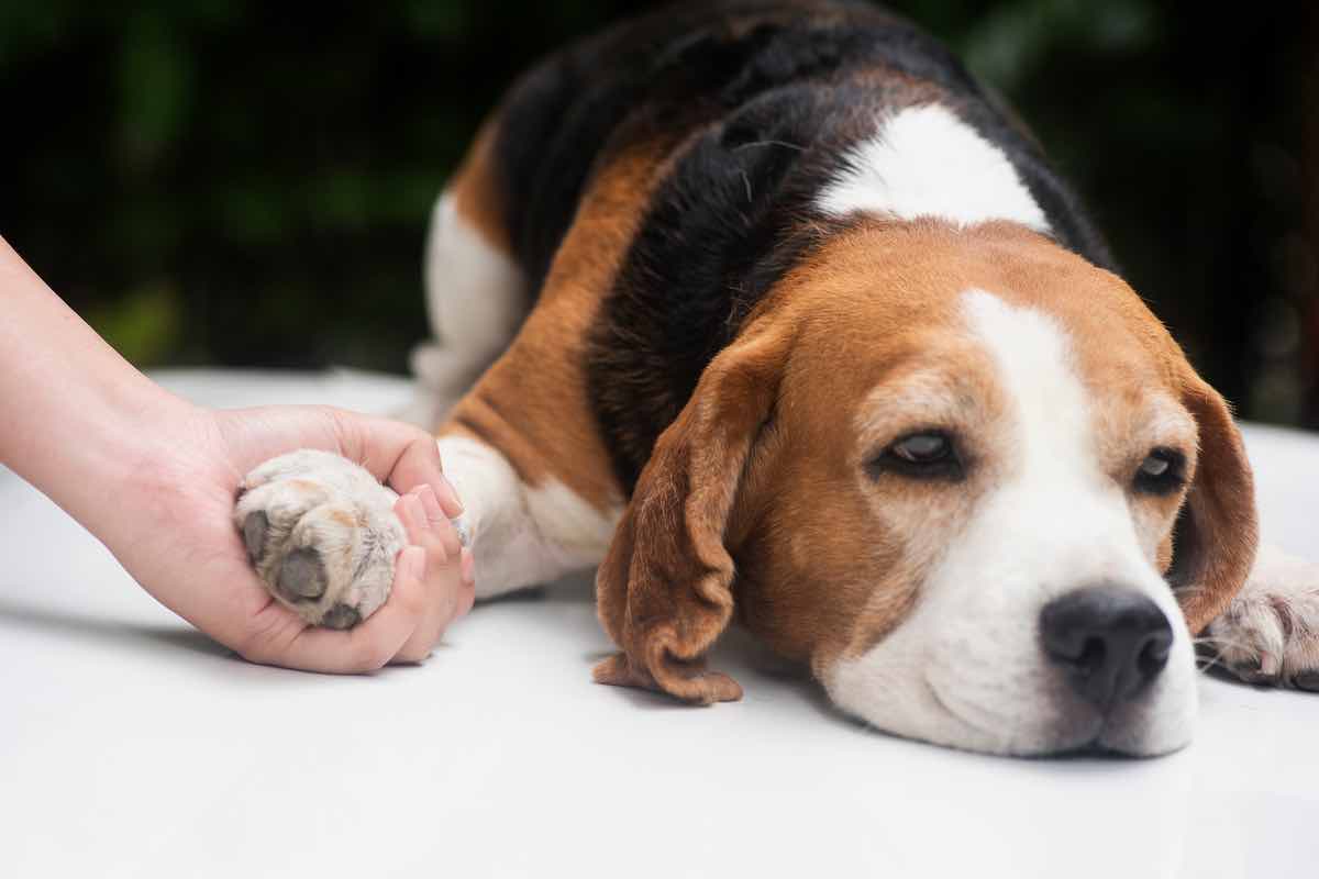 Cane: come capire se ha i vermi intestinali