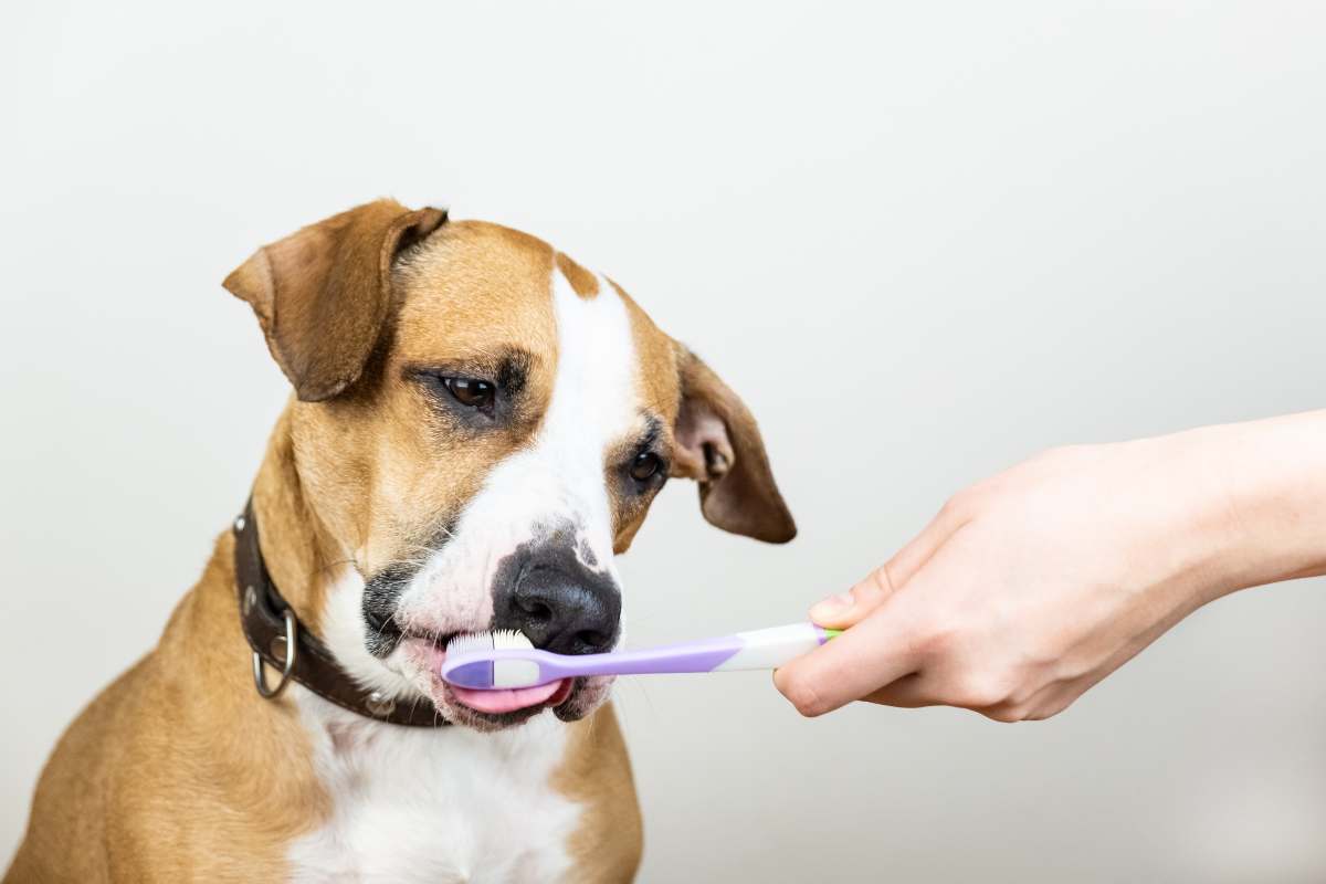 I segnali del mal di denti nei cani
