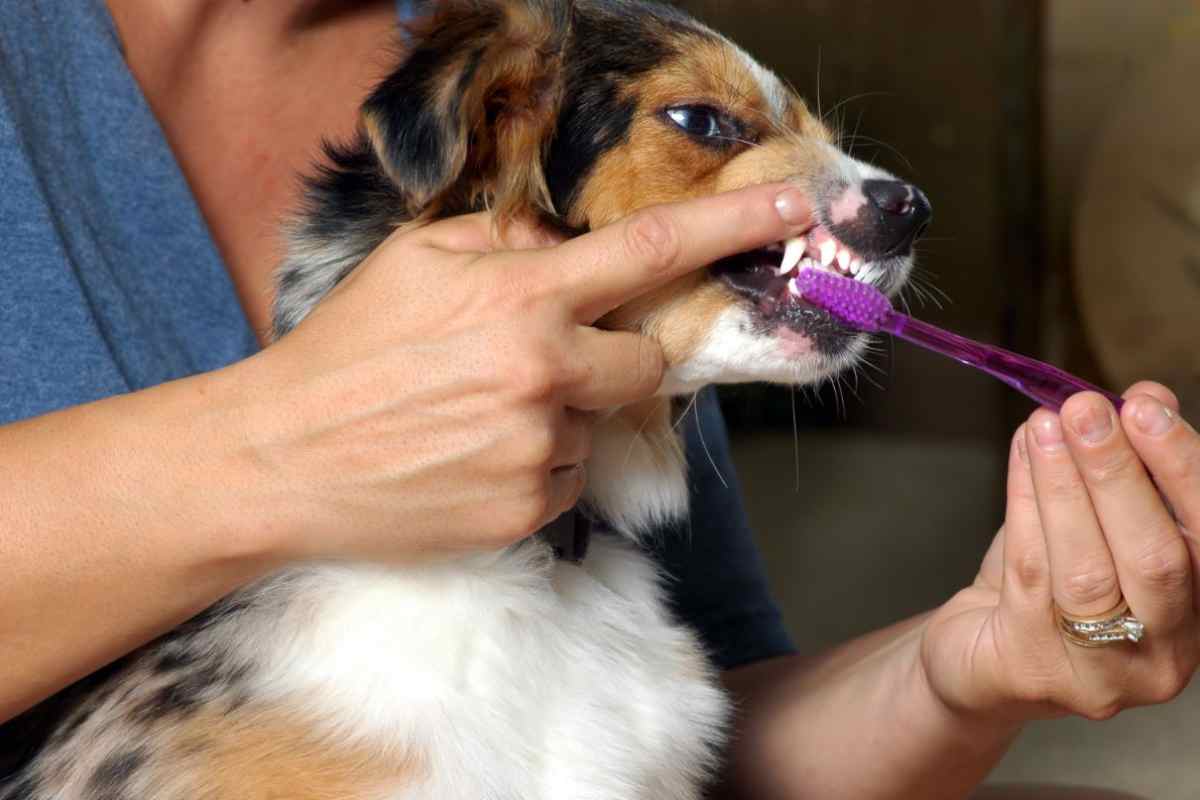 perché i cani devono lavarsi i denti