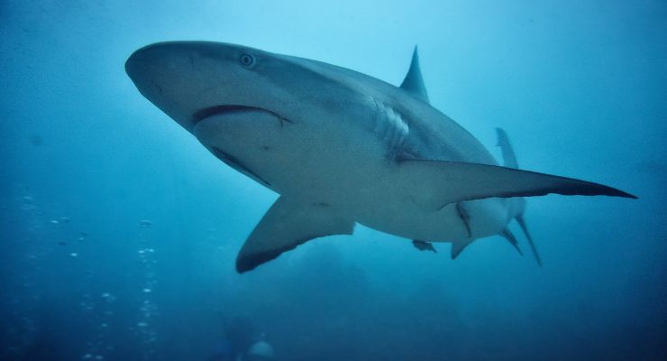 squali razze pericolose per l'uomo