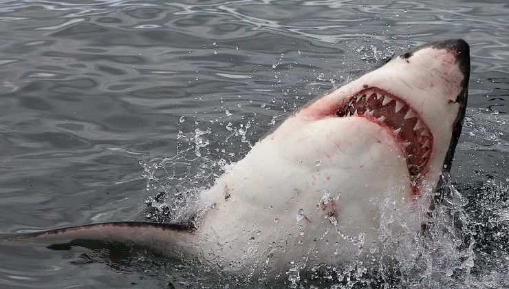 terrore attacco squalo