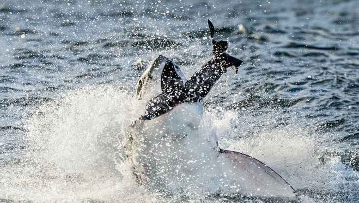 squalo bianco attacca preda