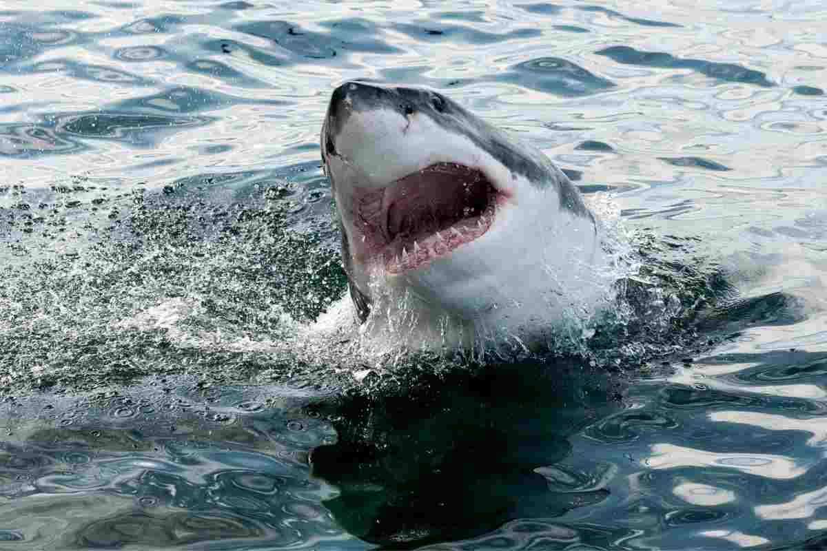 squalo bianco shock e spavento