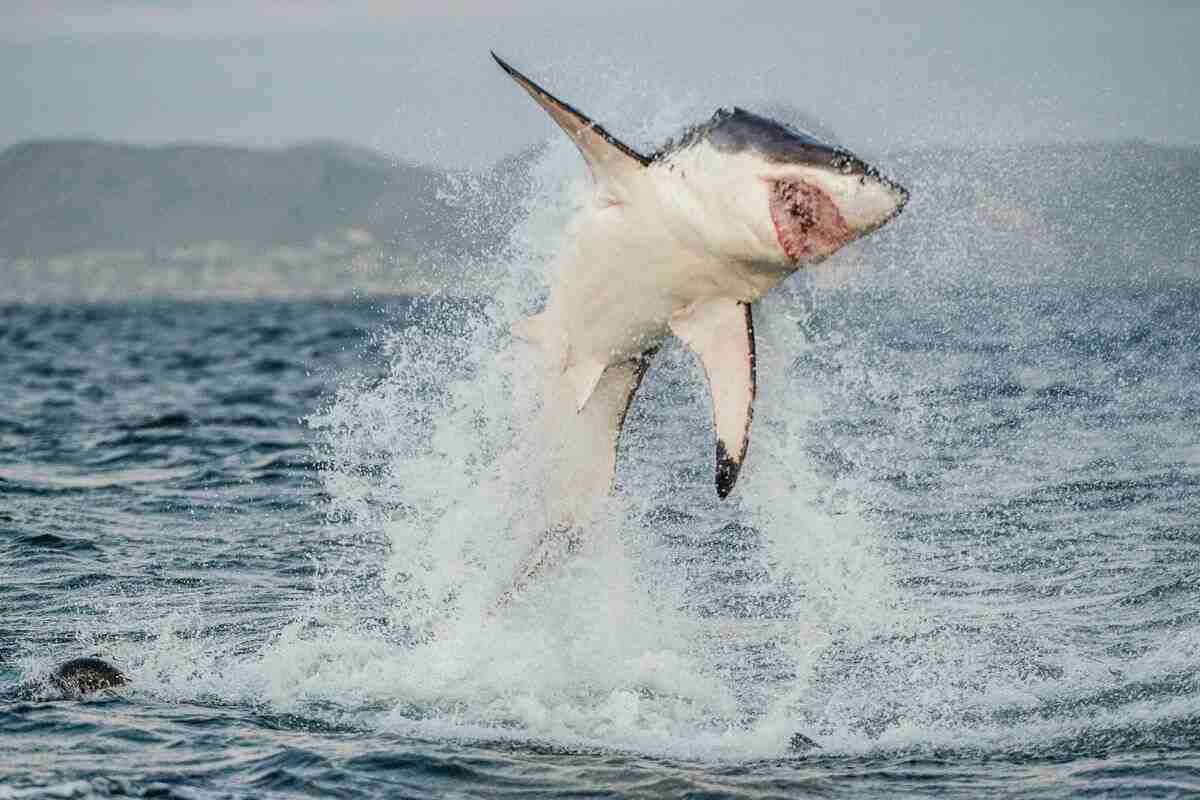 squali meno pericolosi di quanto si pensi
