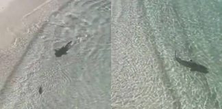 squalo nuota a riva per catturare il pesce video
