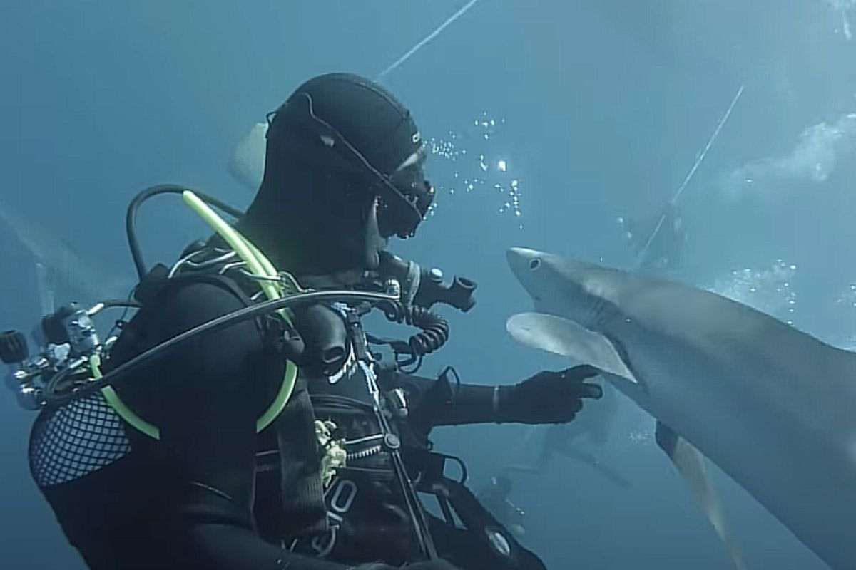 incontro squalo sub