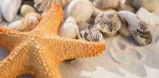 Cosa fare Quando incontri una stella Marina
