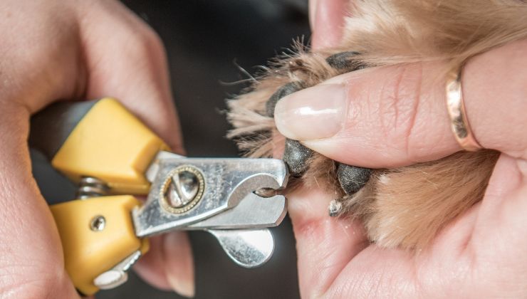 Cane attore da oscar sviene per evitare la manicure