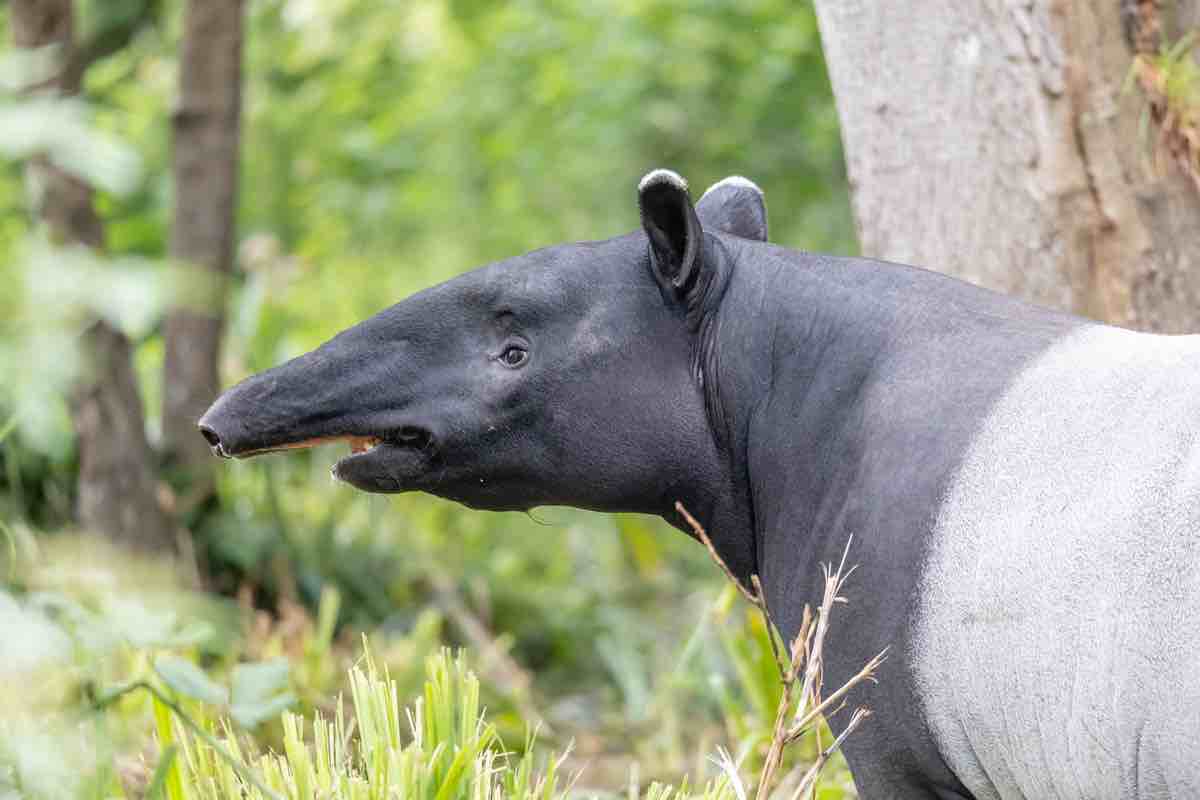 Tapiro: le caratteristiche di questo simpatico animale