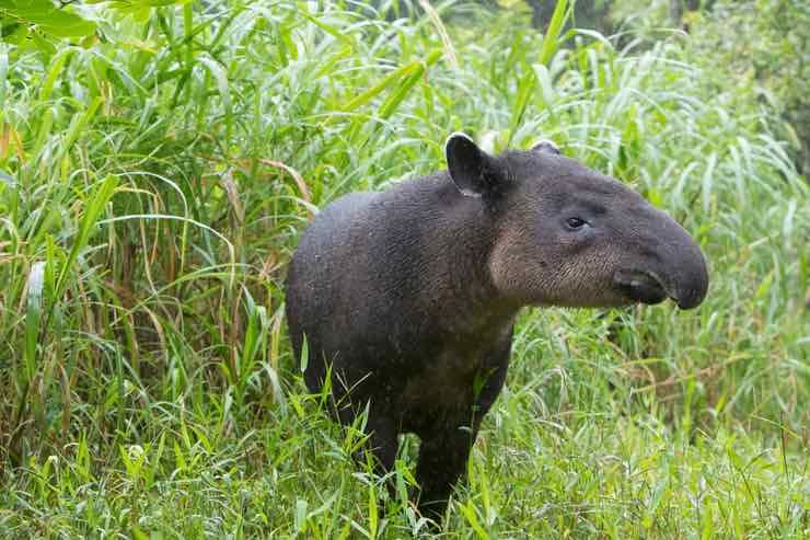 Tapiro: le curiosità su questo animale