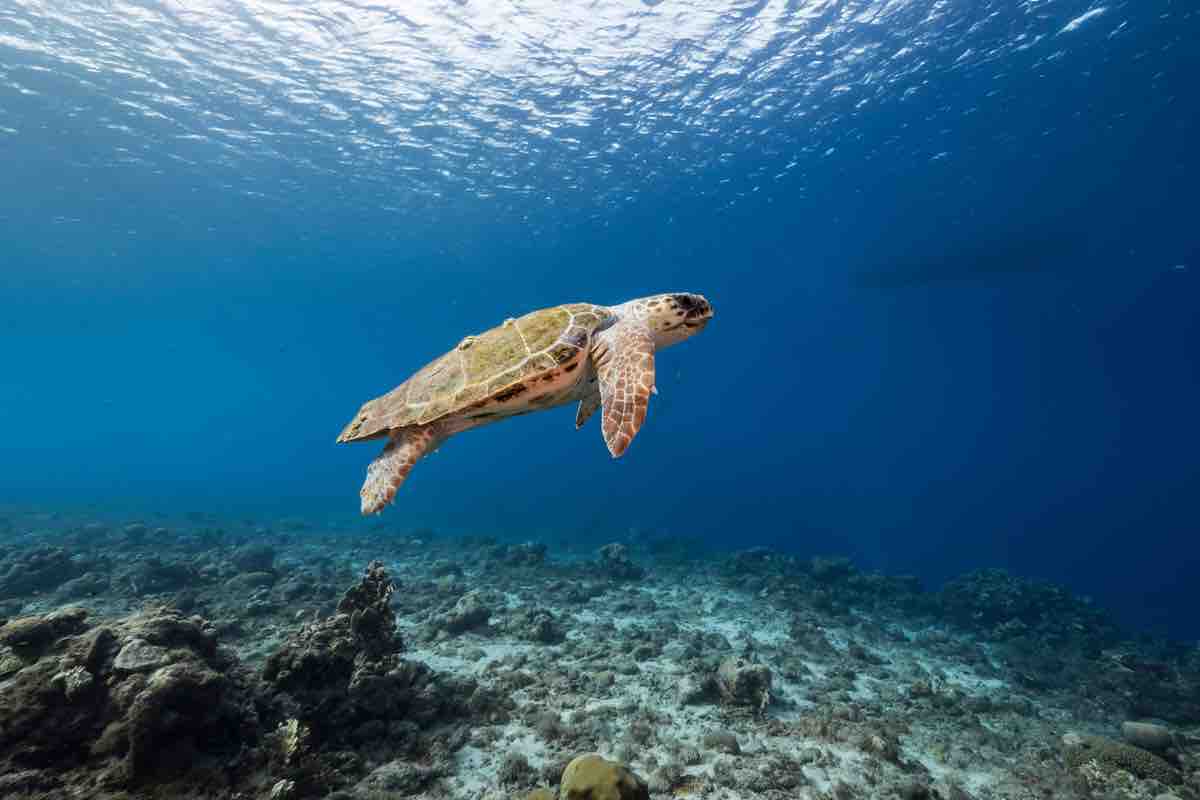 Tartarughe Caretta Caretta: come sono