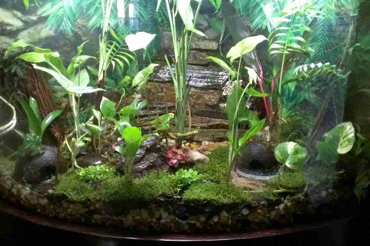 Il terrario per la rana domestica