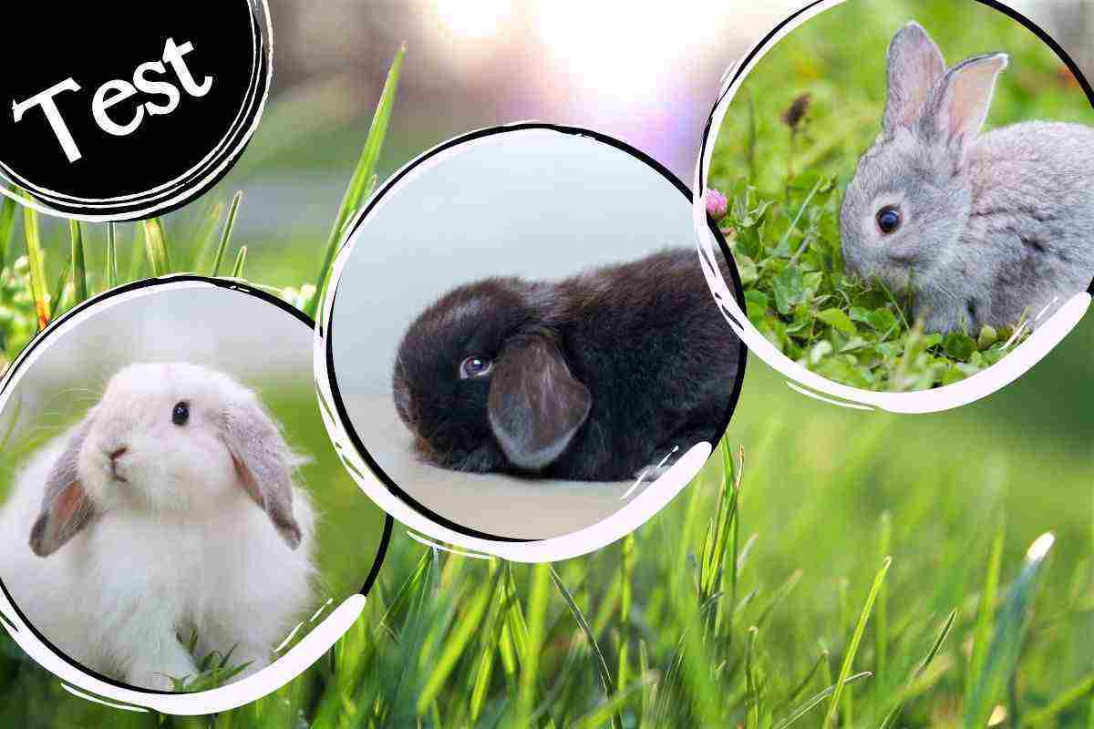 Test di personalità conigli