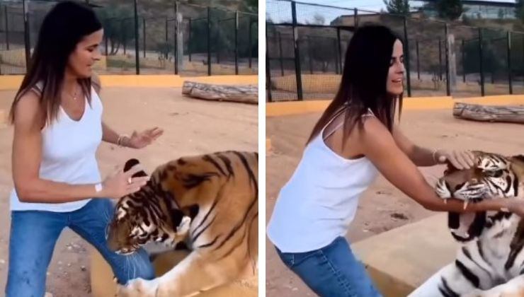 tigre attacca donna video