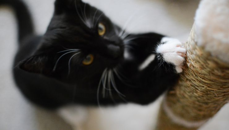 Cucciolo gatto quando si possono lasciare soli a casa