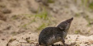 Toporagno: cosa sapere, caratteristiche e habitat