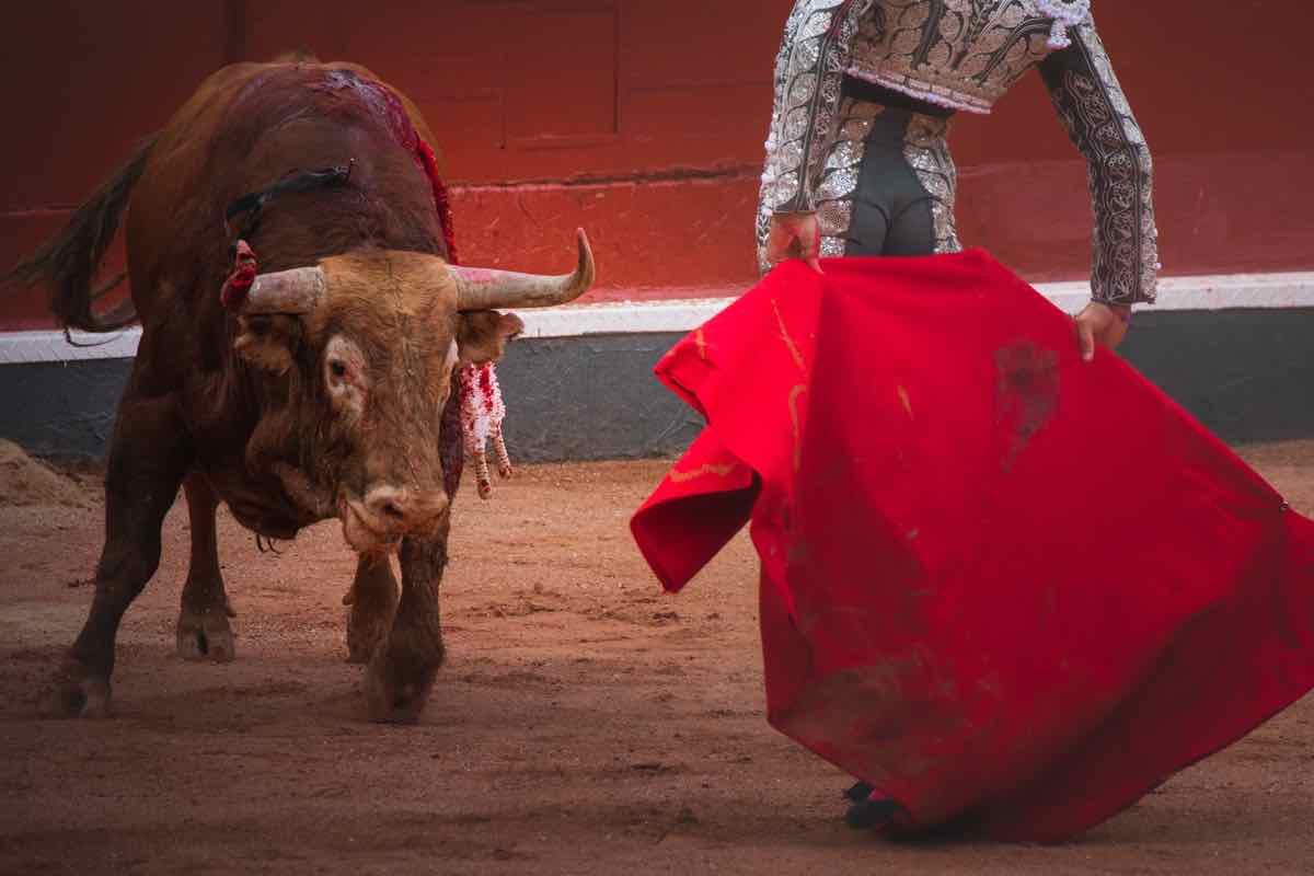 Tori: odiano il rosso? Verità motivi