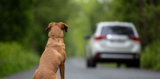 Tre cani abbandonati in California: l'incredibile storia della famiglia riunita
