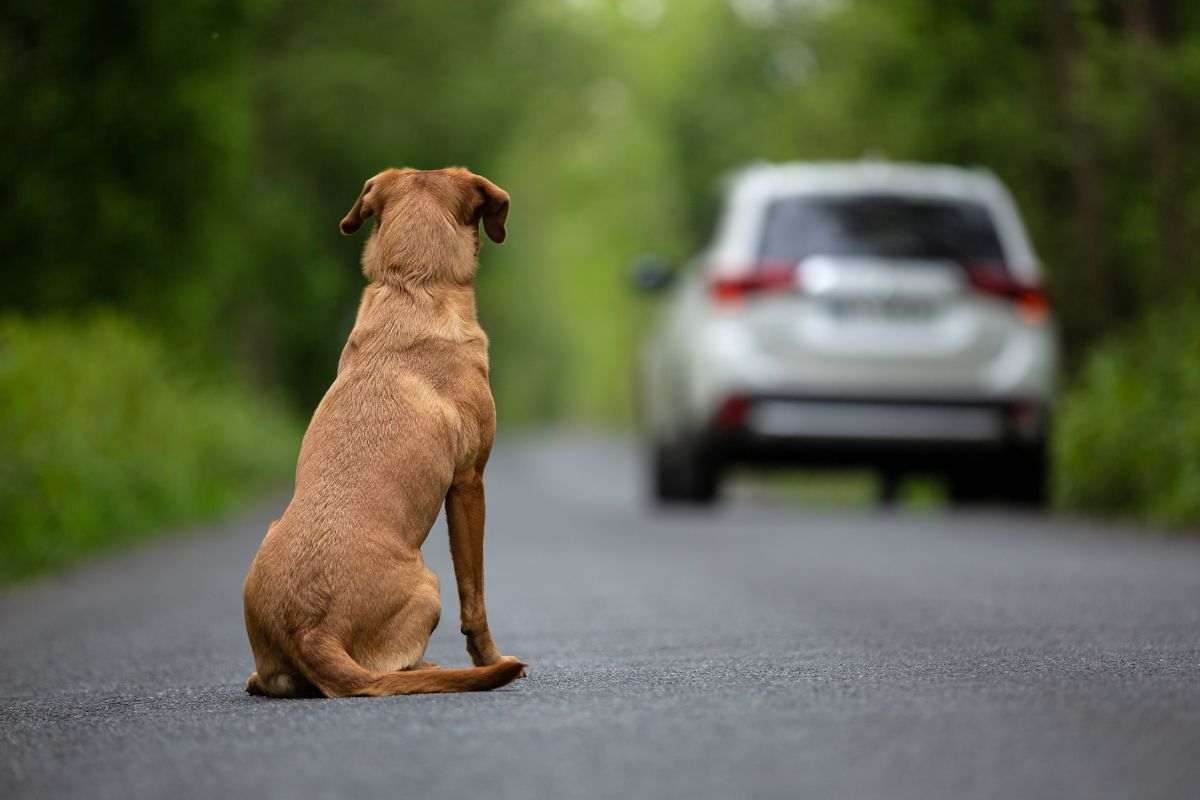 Tre cani abbandonati in California: l'incredibile storia della famiglia riunita