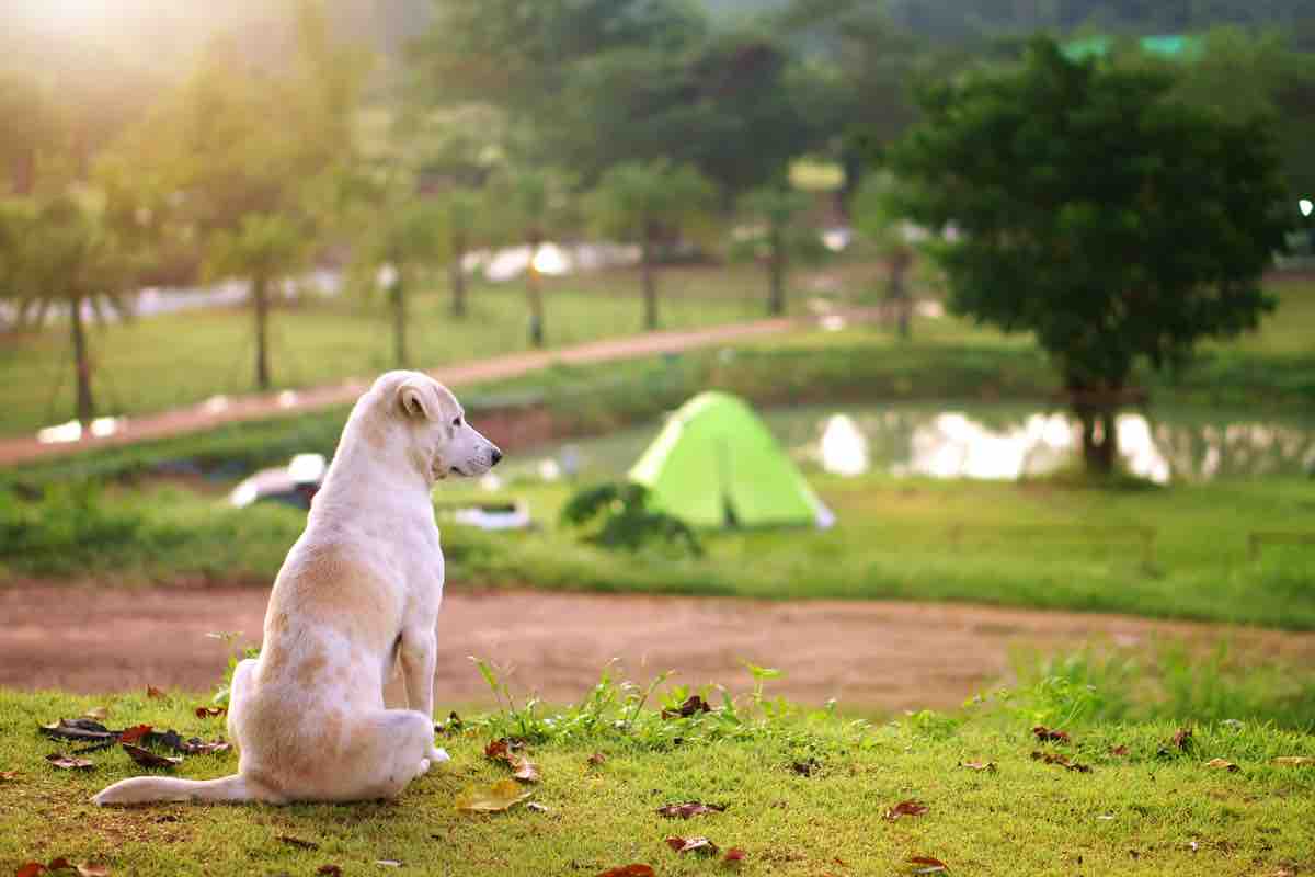 Piante tossiche per il cane: a quali fare attenzione trekking in montagna