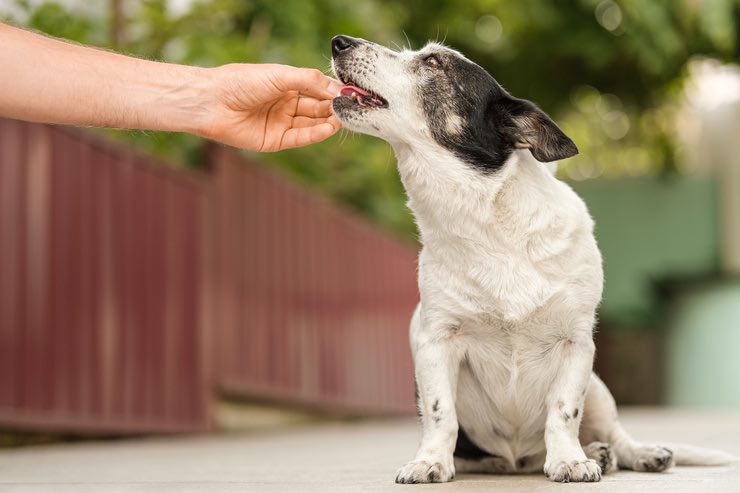 Cane: i trucchetti per fargli ingoiare le pillole