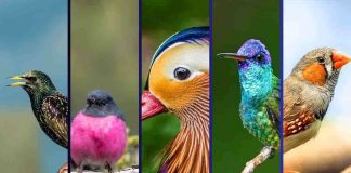 gli uccelli più belli presenti in natura