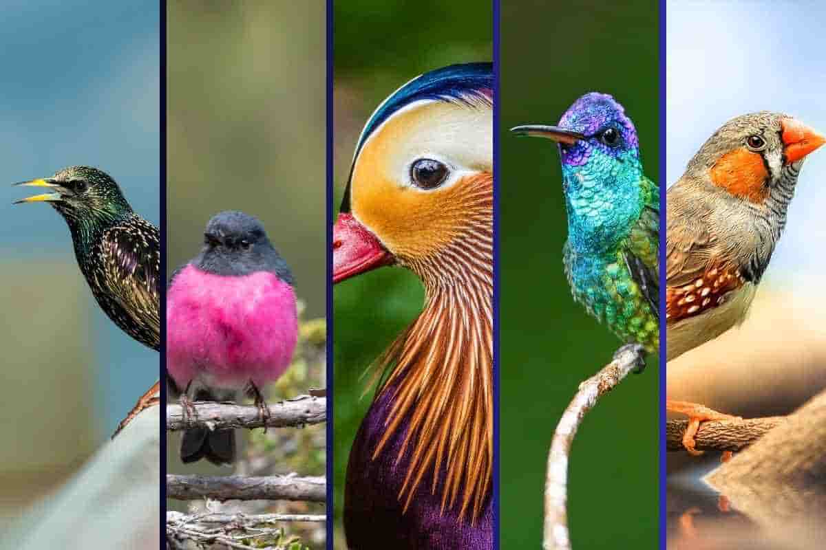 gli uccelli più belli presenti in natura