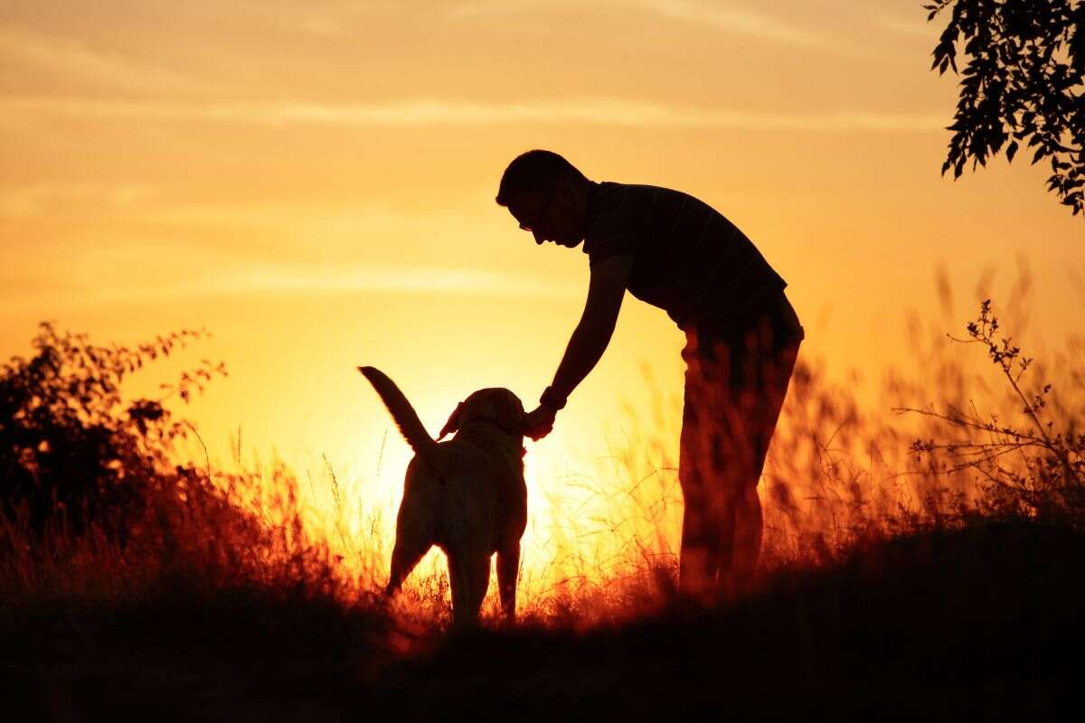 Il cane che scappava tutte le notti