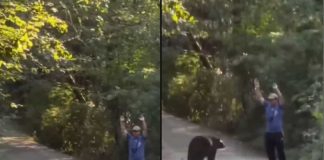 uomo incontra orso reazione video