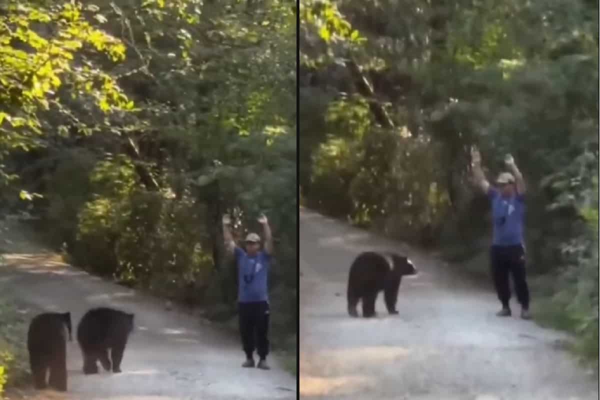 uomo incontra orso reazione video