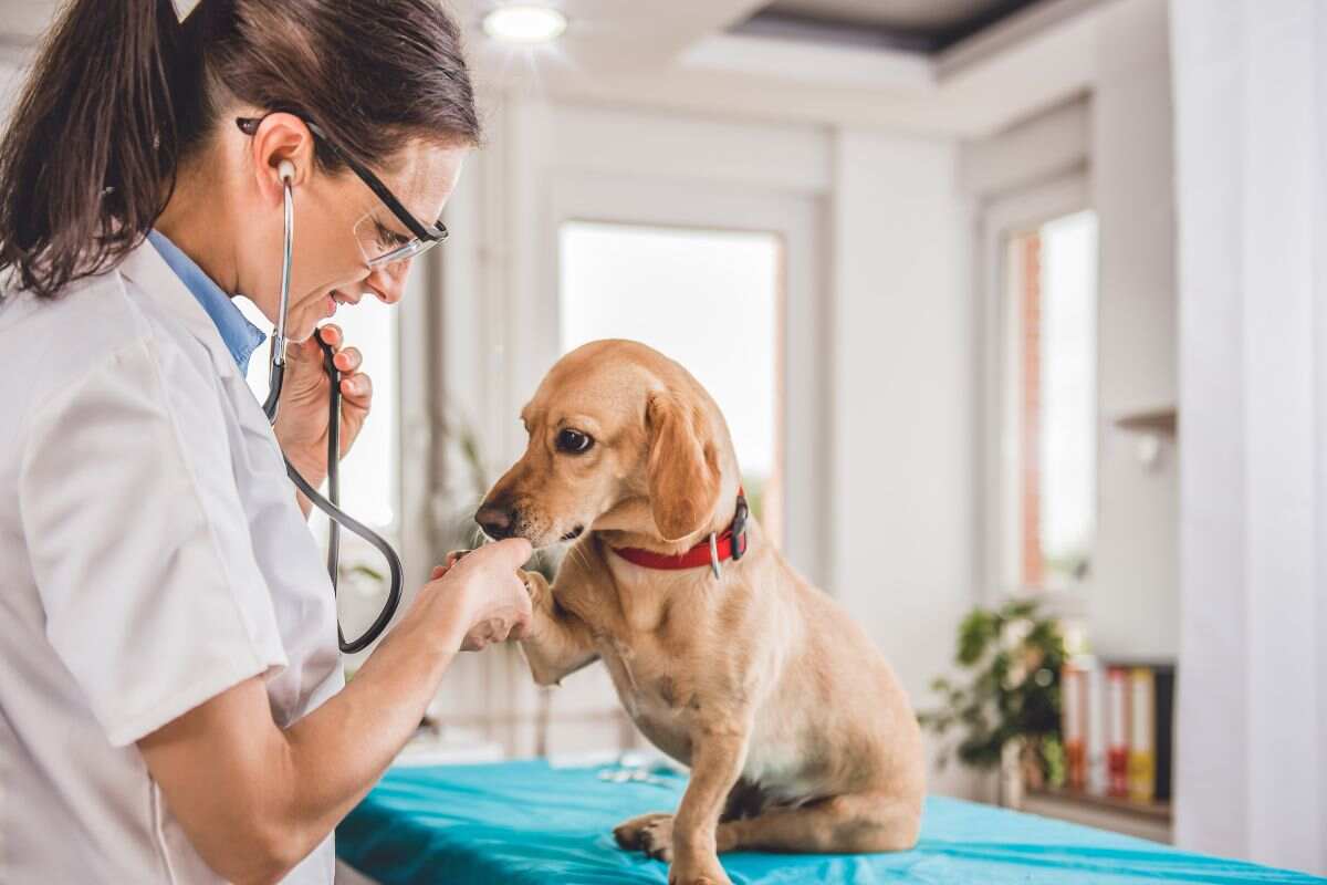 Spese veterinarie Bonus animali domestici