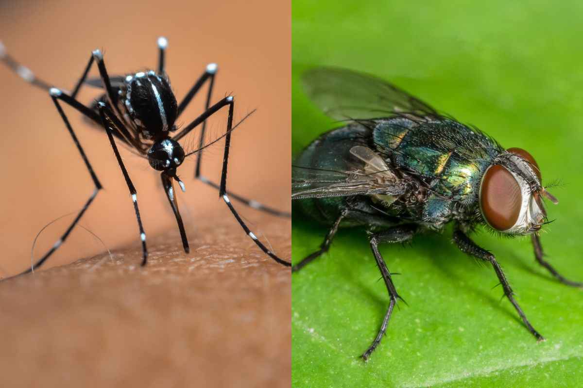 trucco per eliminare mosche zanzare vespe