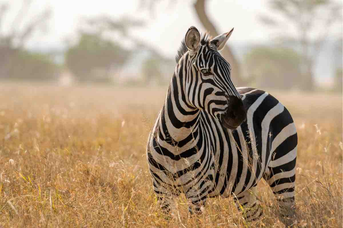 Zebre: perché non possono essere cavalcate