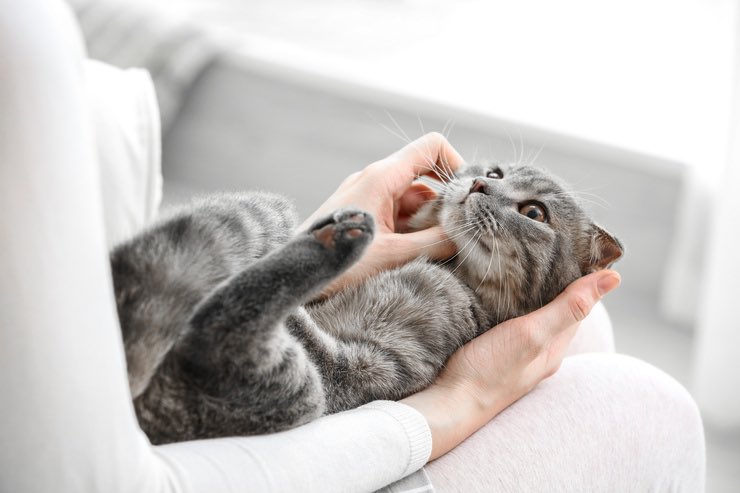 Gatto: i 5 segnali che fanno capire che considera il padrone la sua mamma