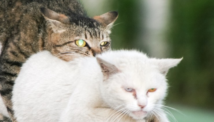 Gatti maschi in calore scappano per l'accoppiamento