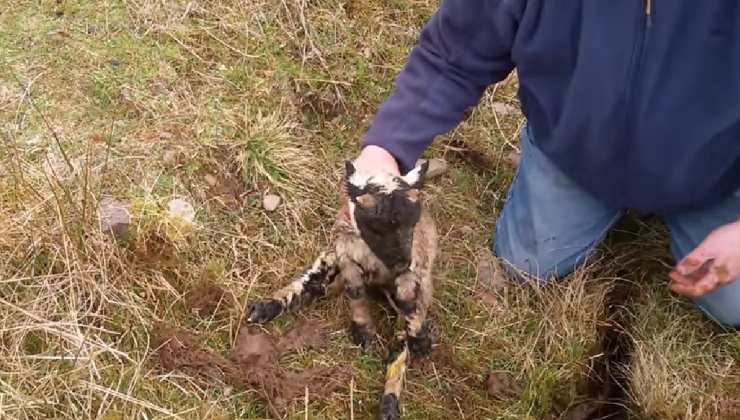 agnello salvato