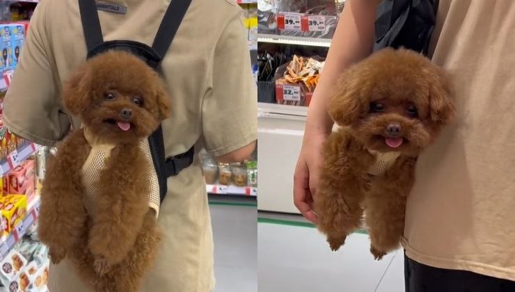 borsa per portare a spasso cagnolino