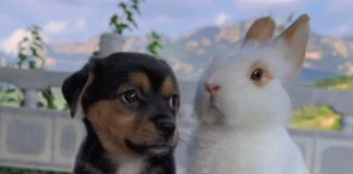 Cagnolino coniglietta amore video divertente