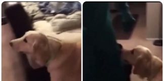 Cane vede il padrone vestito come il suo giocattolo preferito reazione video