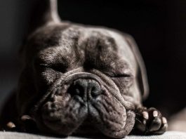 Il cane ha il naso asciutto