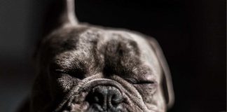 Il cane ha il naso asciutto