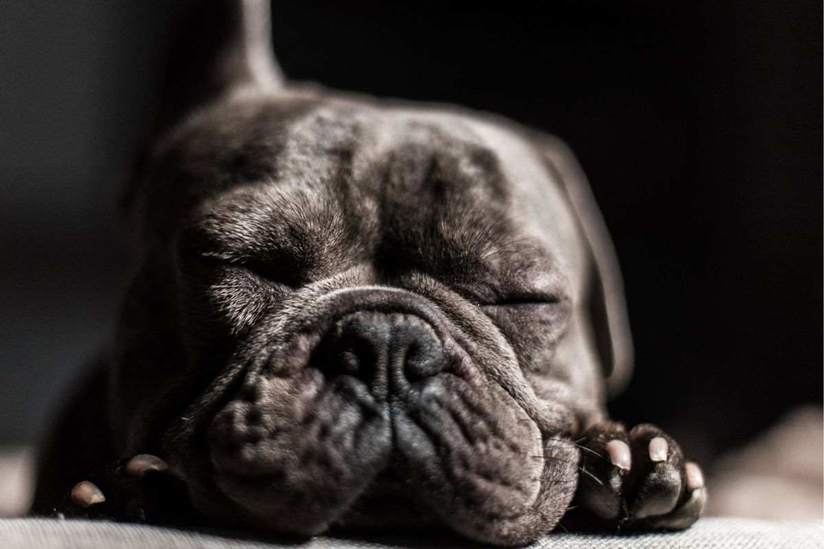 Il cane ha il naso asciutto