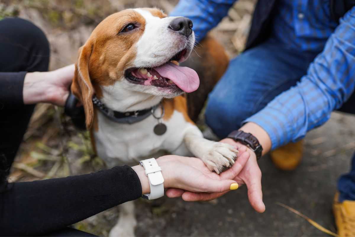 Umani amore verso animali