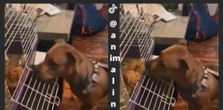 Cane e porcellini d'india