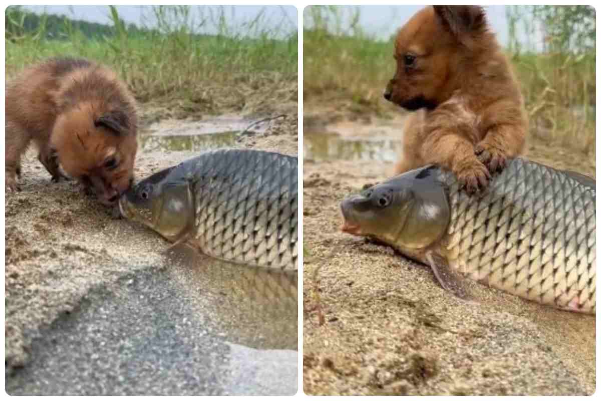 cagnolino carpa amore video